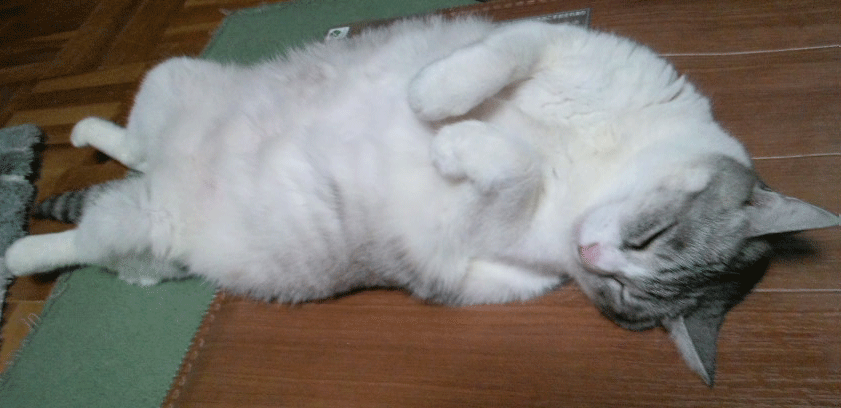 e0001558_11252560.gif