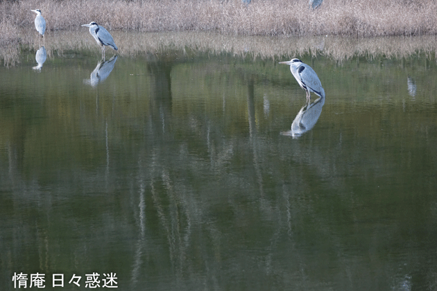 e0346064_18172035.gif