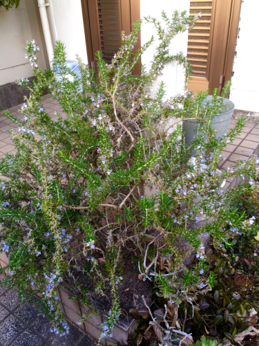 f0369914_21494002.jpg