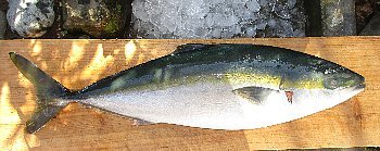 f0003283_16125106.jpg