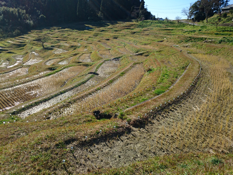 f0100911_1723064.jpg