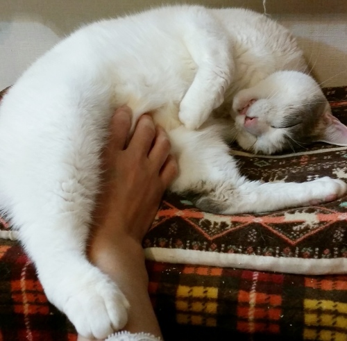 e0144012_02350438.jpeg