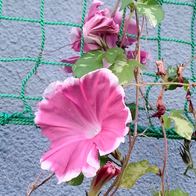 c0227245_104672.jpg