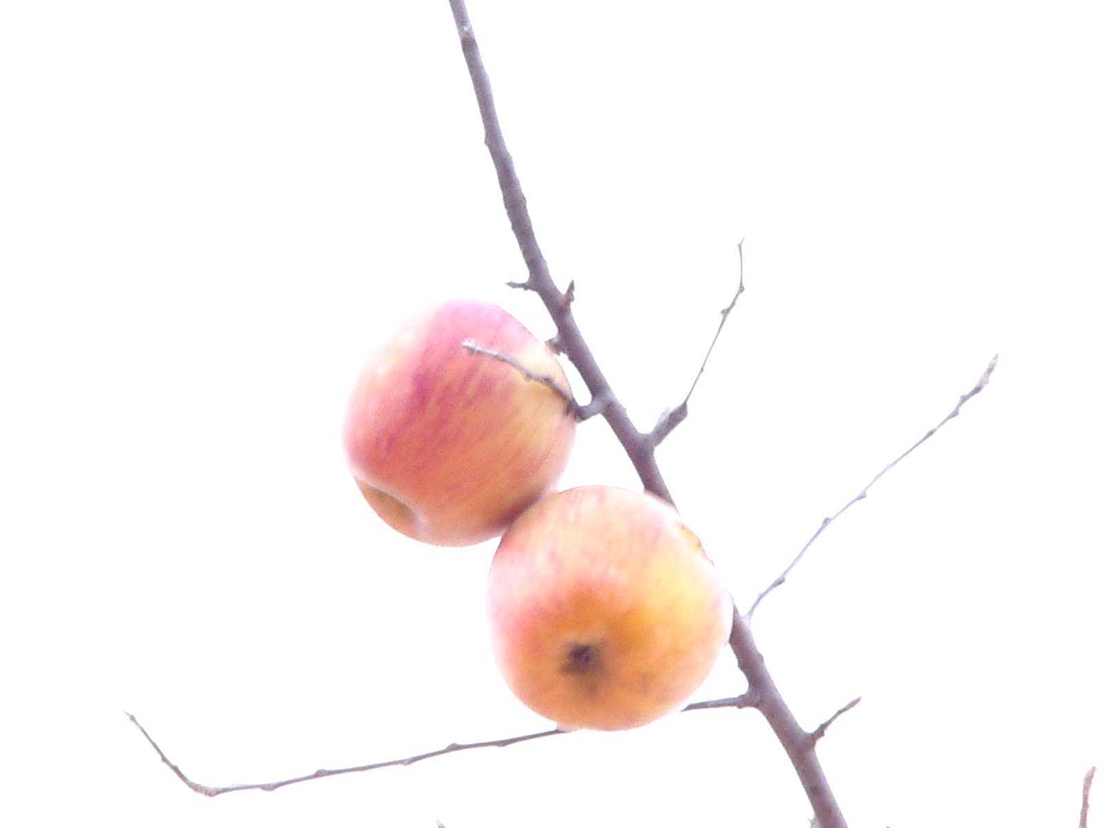 c0342050_11234743.jpg
