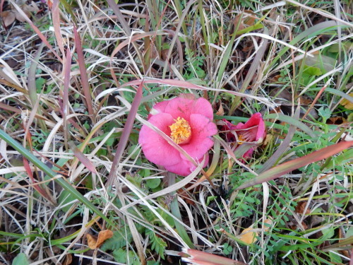 f0054677_07560187.jpg