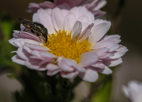 f0363618_11453680.jpg
