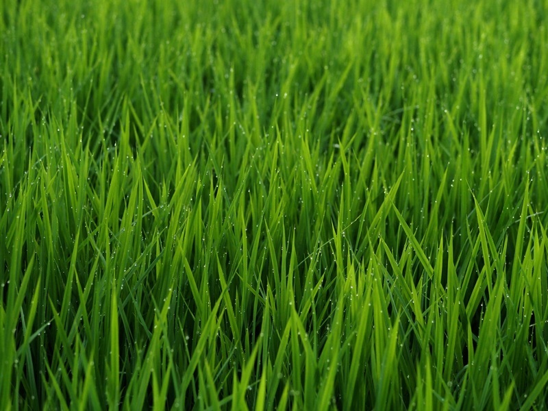 f0169147_18031627.jpg