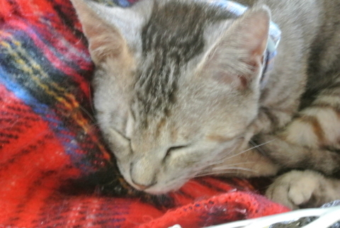 f0374160_21575455.jpg