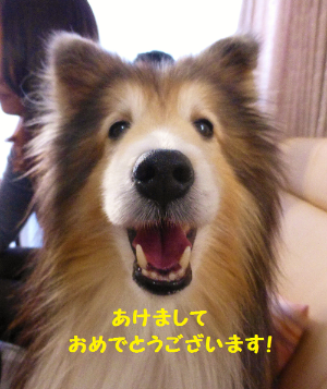 a0157174_20402916.png