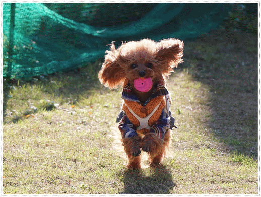 b0175688_00135146.gif