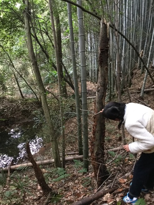 e0365999_17461807.jpeg