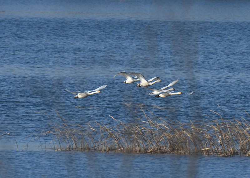 d0290240_07335167.gif