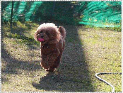b0175688_00214528.gif