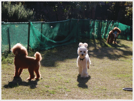 b0175688_00251138.gif
