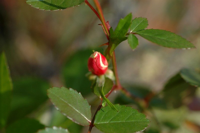 a0017634_1218479.jpg