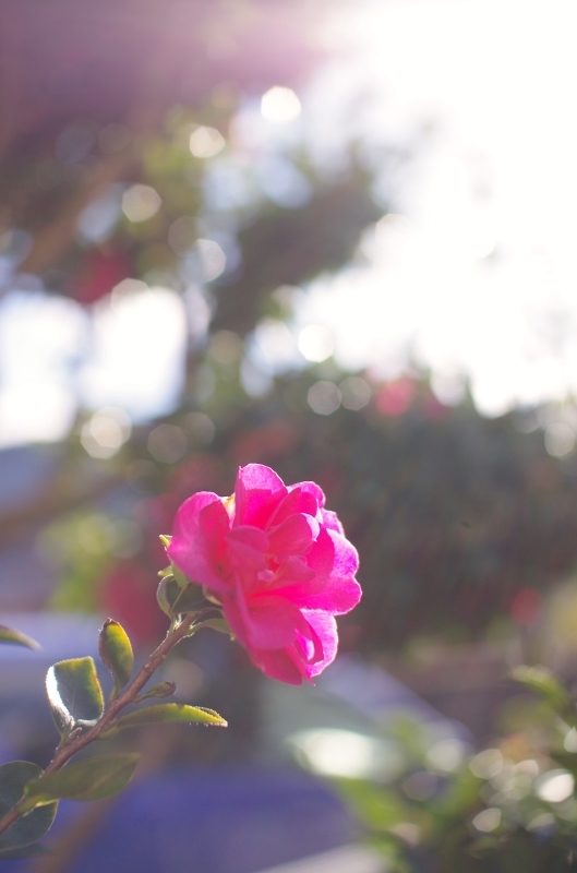 a0299749_20251875.jpg