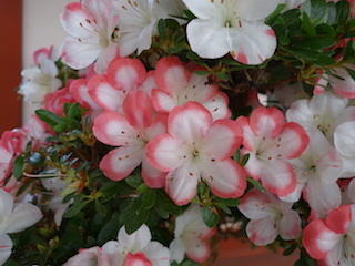 e0138350_15405324.jpg