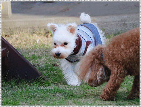 b0175688_00200264.gif