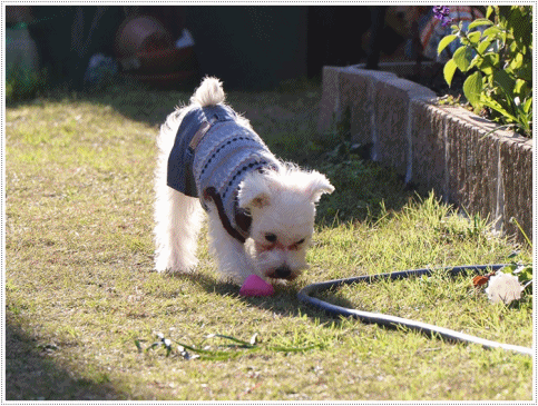 b0175688_00201189.gif