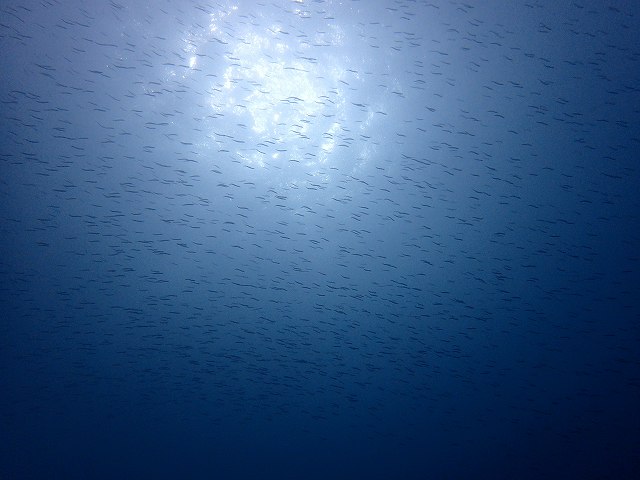 d0175710_23532115.jpg