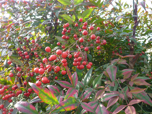 c0225153_1216426.jpg