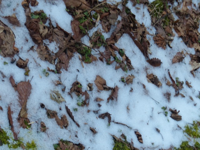 f0357487_21372046.jpg