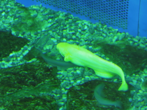 e0166016_1155236.jpg