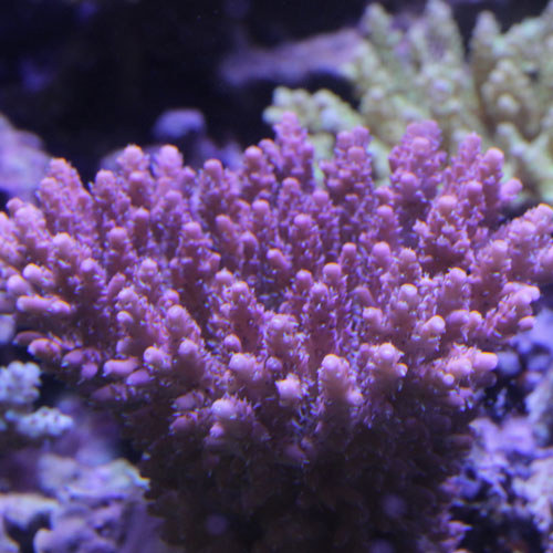 d0221436_2024073.jpg