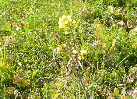 e0172950_21292970.jpg