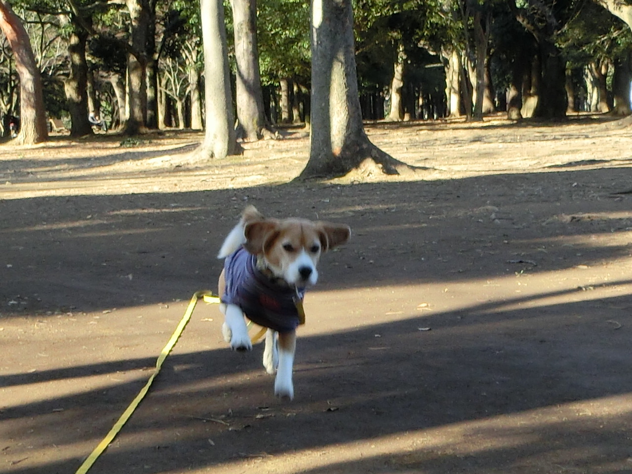 a0319693_638143.jpg