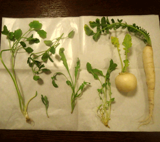 a0004802_18541542.gif