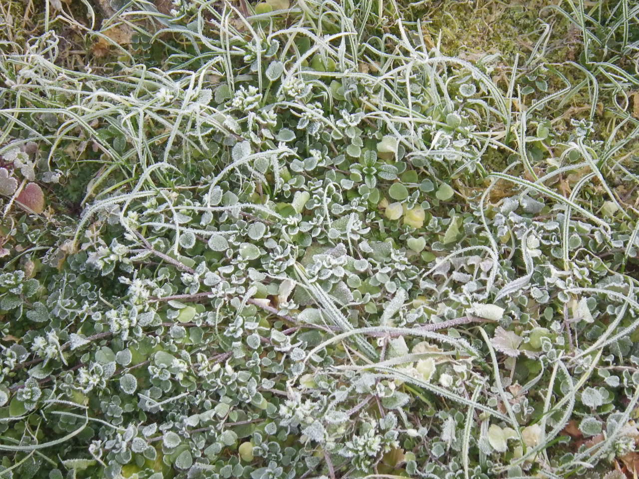 c0300035_982160.jpg