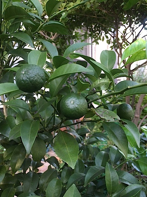 f0163561_09115379.jpg