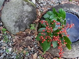 e0155085_19302639.jpg