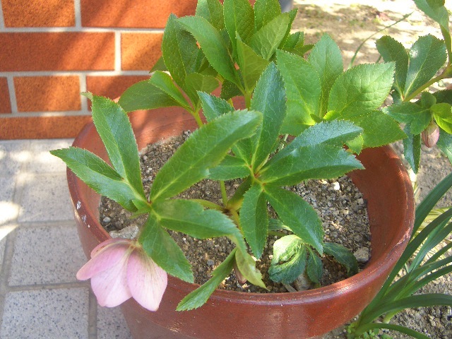 e0111299_10274209.jpg