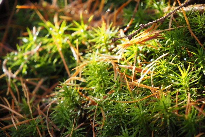 e0307372_20571015.jpg