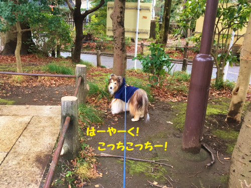 a0157174_19530253.png