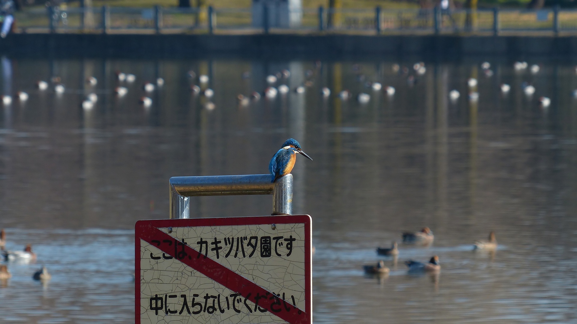 a0185081_14362239.jpg