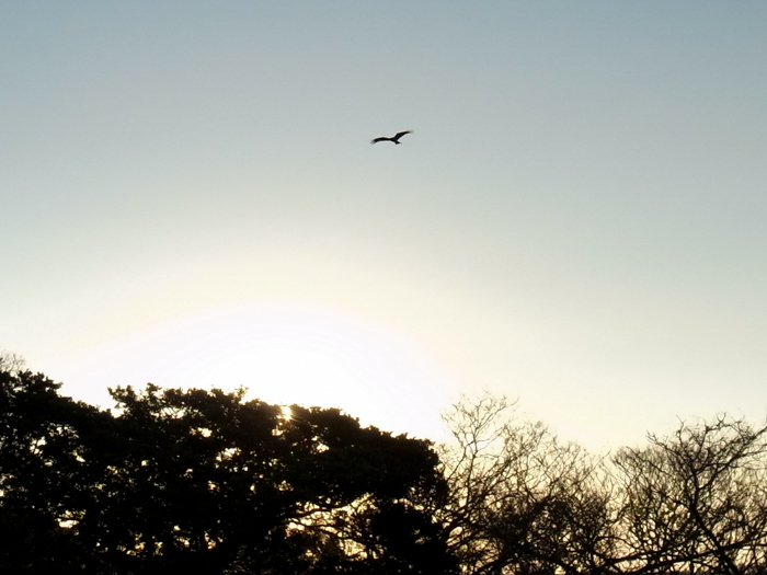 c0049299_23102666.jpg
