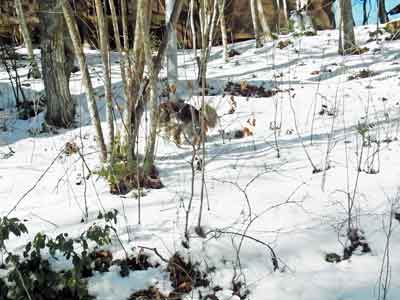 e0001110_1110027.jpg