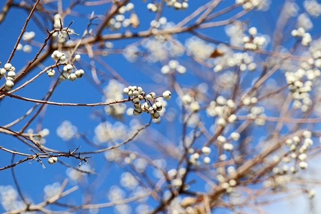a0242438_20100574.jpg