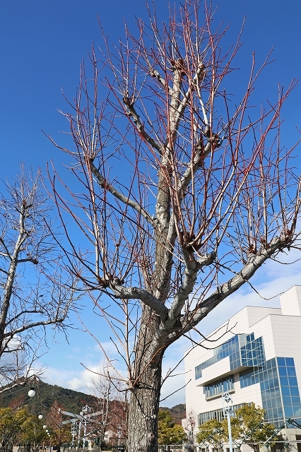 a0242438_20101492.jpg