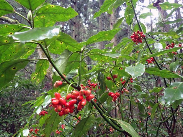 f0214649_552783.jpg