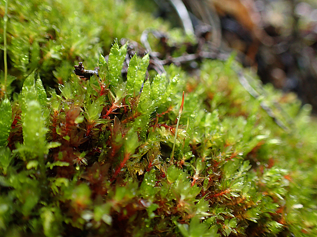f0214649_5591669.jpg