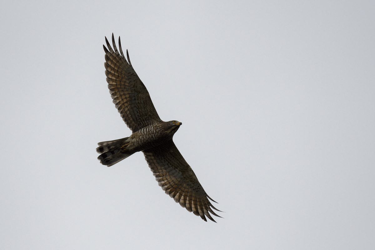 f0145362_20132843.jpg