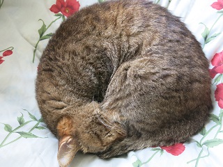 e0130185_128499.jpg