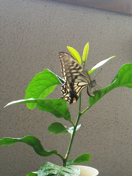 c0214190_23553638.jpg