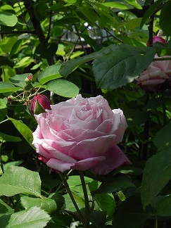 c0152002_17395968.jpg