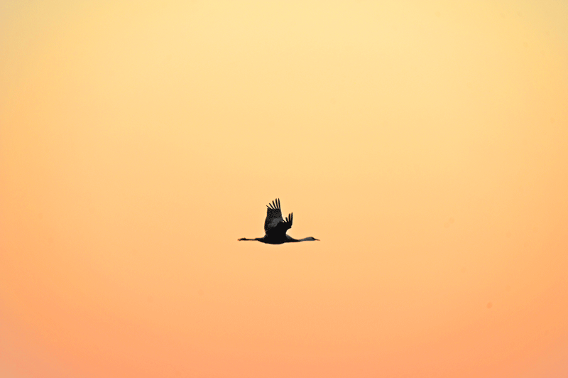 d0290240_09440364.gif