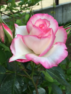 c0359445_20084197.jpg